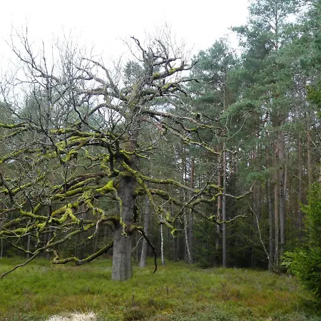 Niemann In Lutterloh