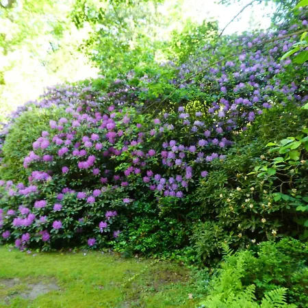 Niemann In Lutterloh Unterluss